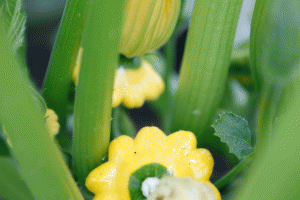 זרעי קישוא כוכב צהוב משתלת ירוק