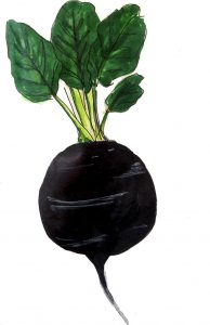 צנון שחור זרעים לגינת ירק