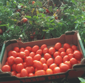 זרעי עגבנייה אורגנית מסיימת